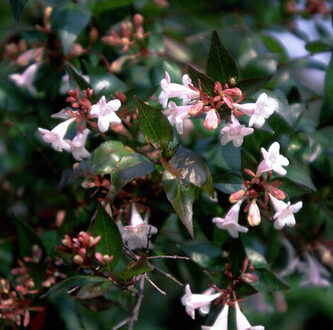 photo of Abelia x grandiflora