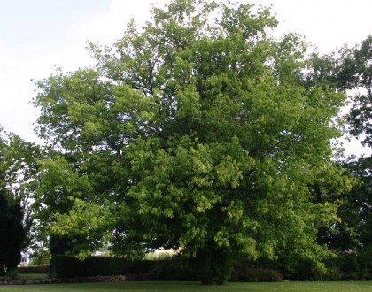 photo of Acer negundo