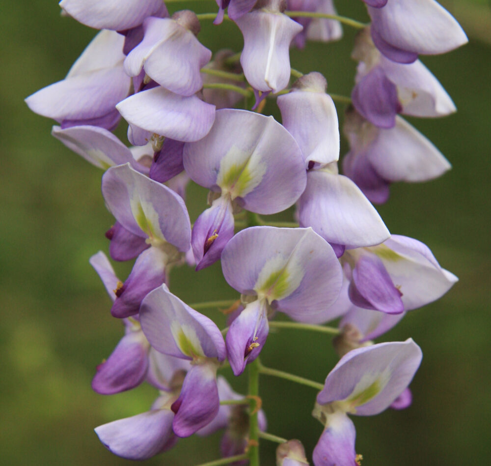 Wisteria frutescens - Jersey-Friendly Yards