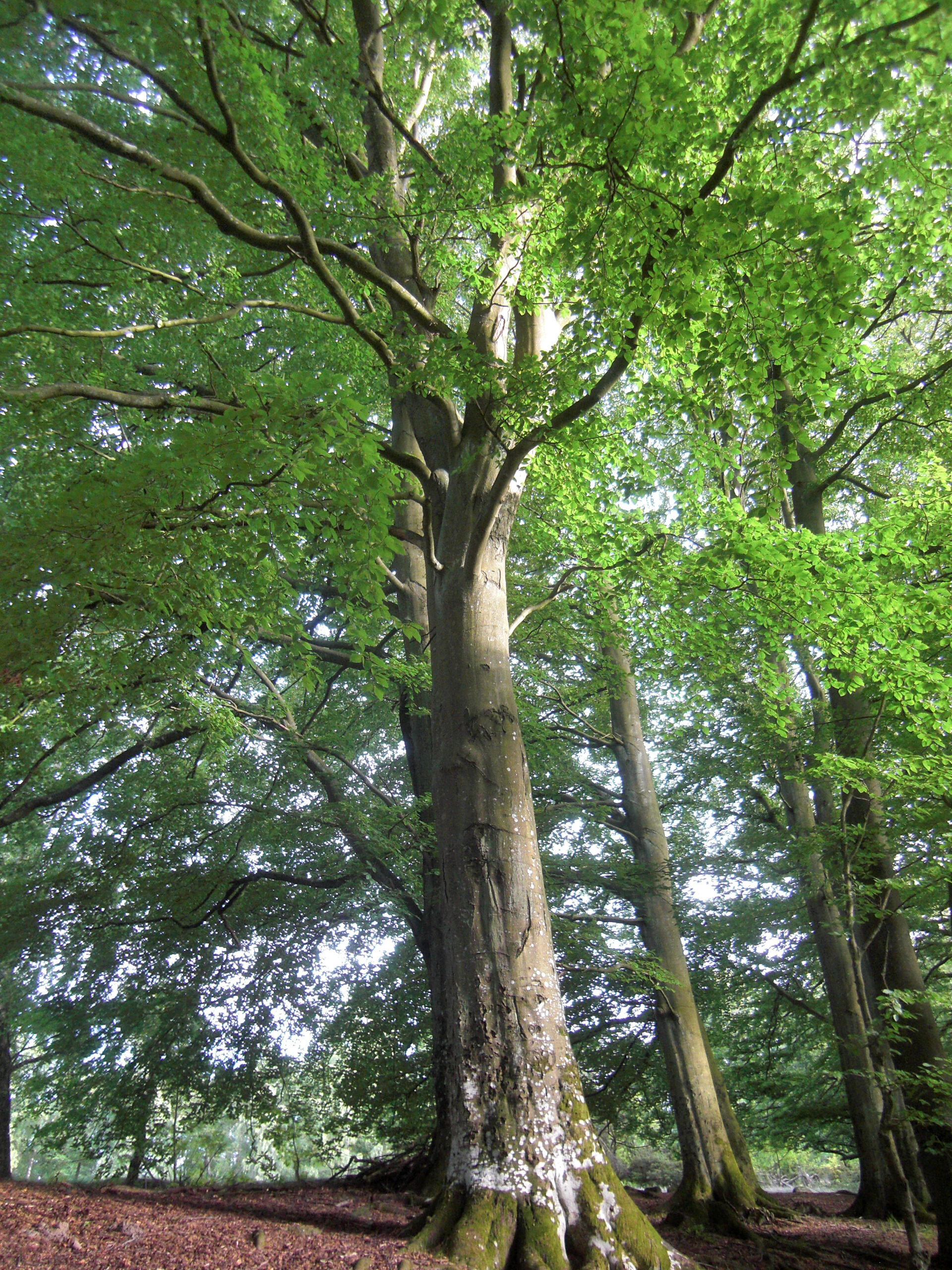 Fagus sylvatica - Jersey-Friendly Yards