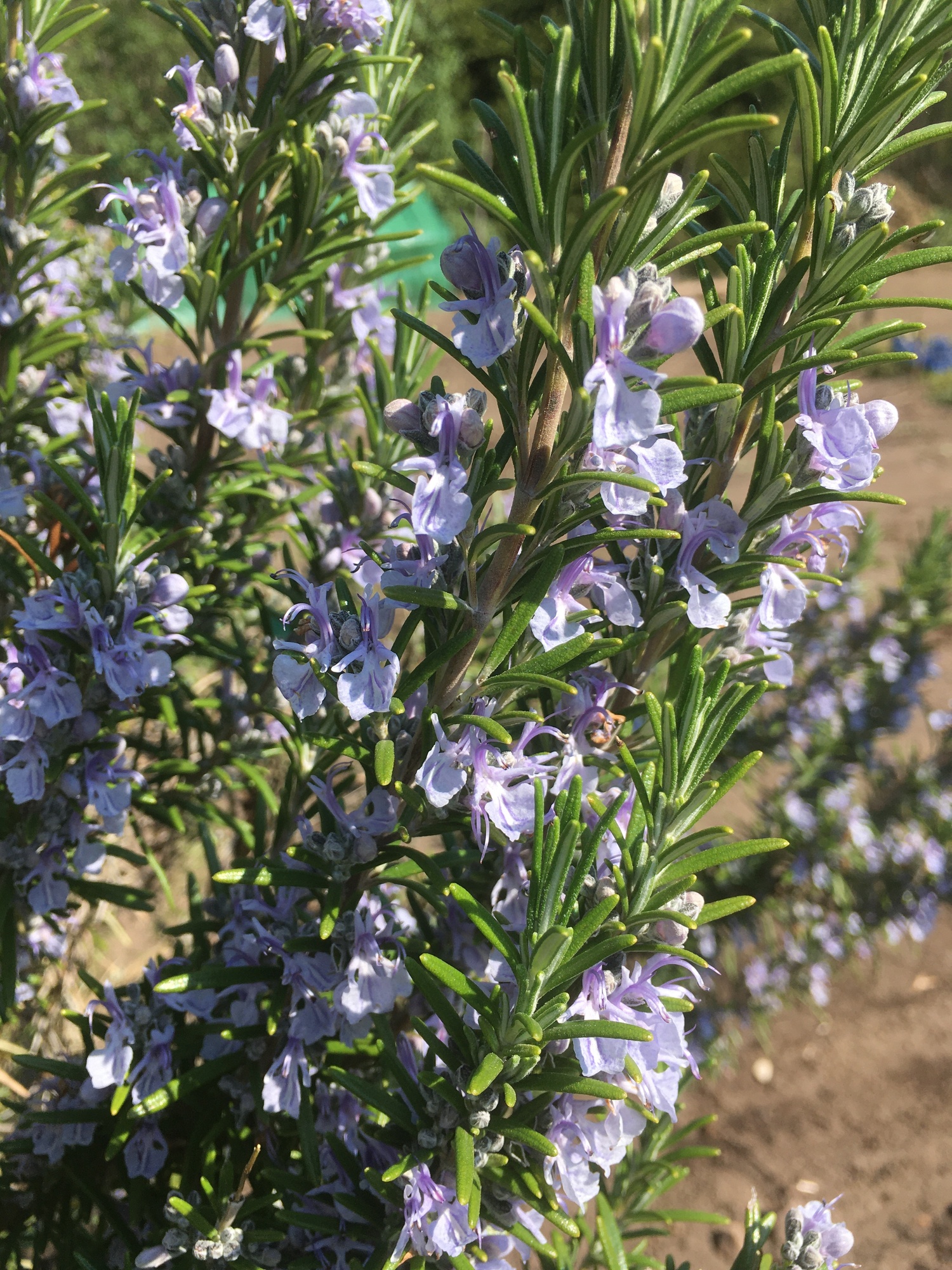 Salvia rosmarinus - Jersey-Friendly Yards